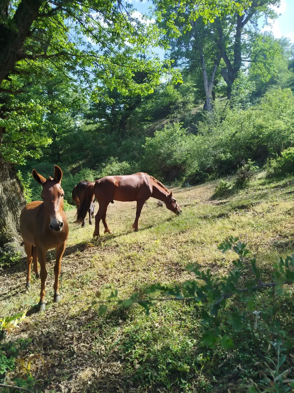 فروشی فقط فقط|حیوانات مزرعه|کلاردشت, |دیوار
