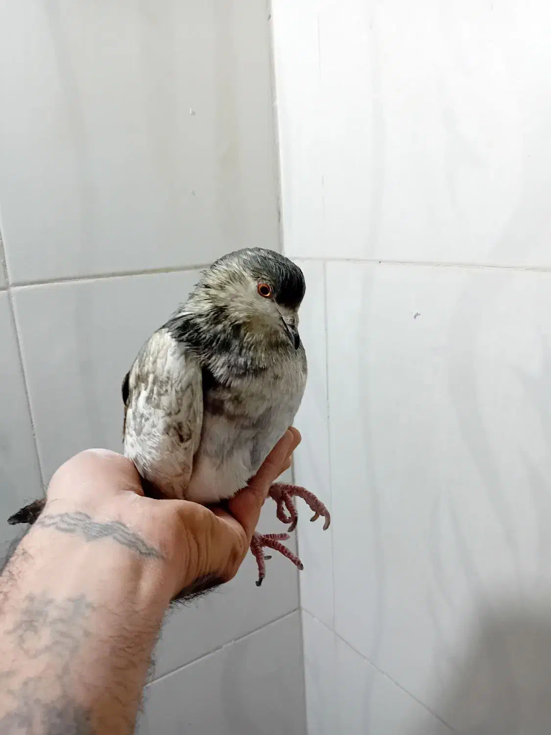 کفتر نرو ماده|پرنده|اسلام‌شهر, شهرک سعیدیه|دیوار