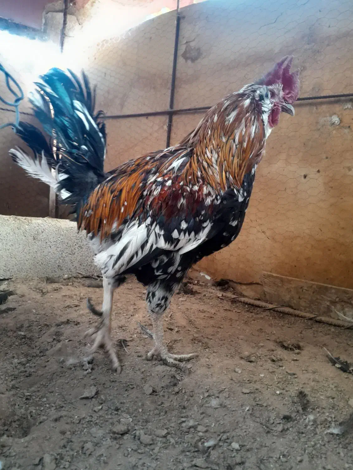 مرغ وخروس ریشی چهل تاج|حیوانات مزرعه|شیراز, دودمان|دیوار