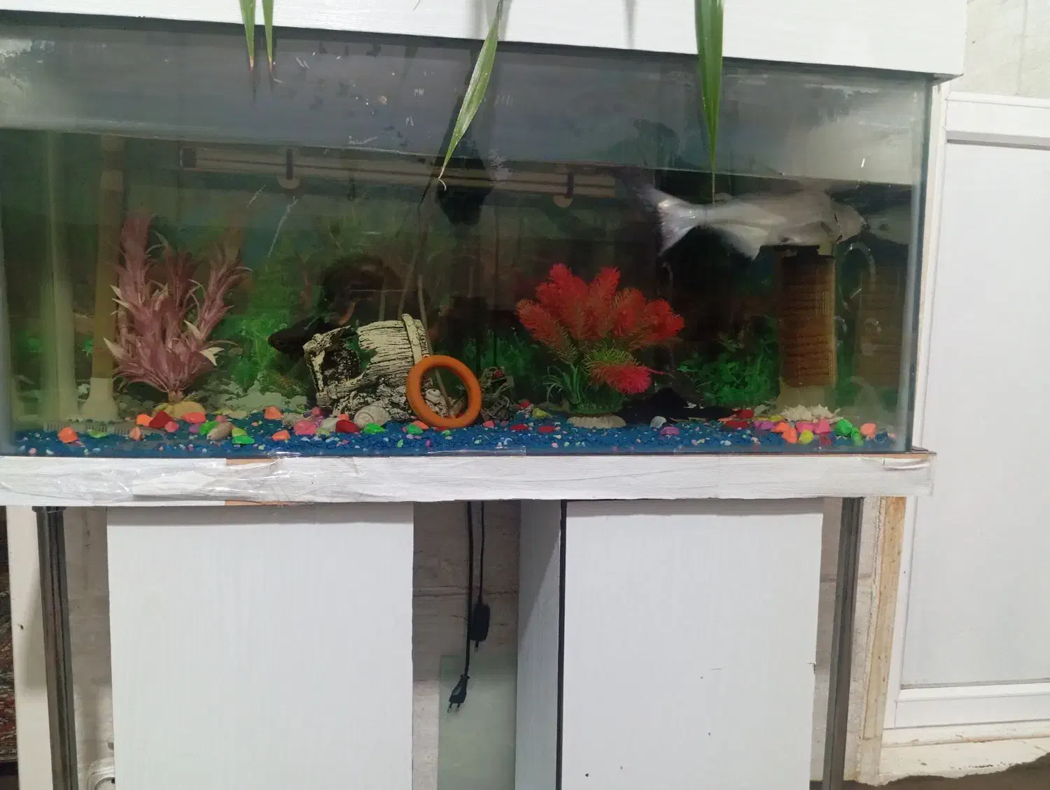 آکواریوم|ماهی|حمیدیا, |دیوار