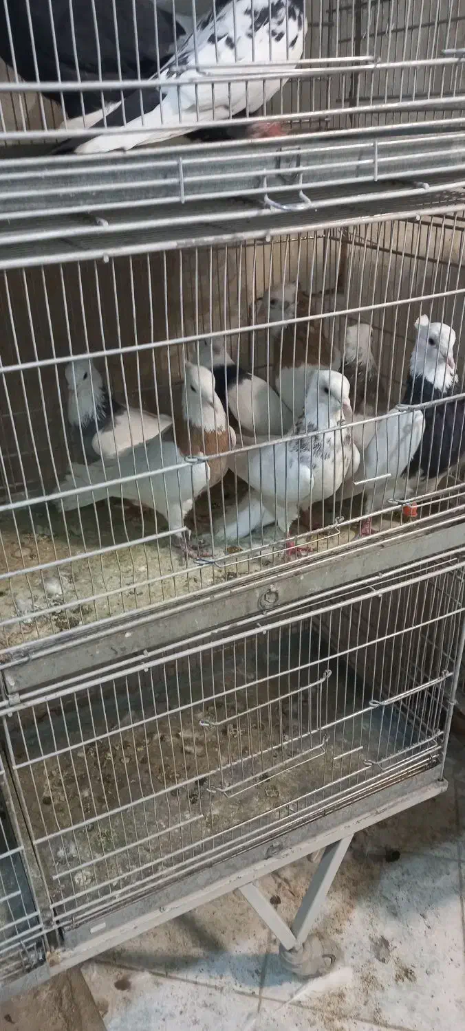 طوقی|پرنده|کرج, اصفهانیها|دیوار