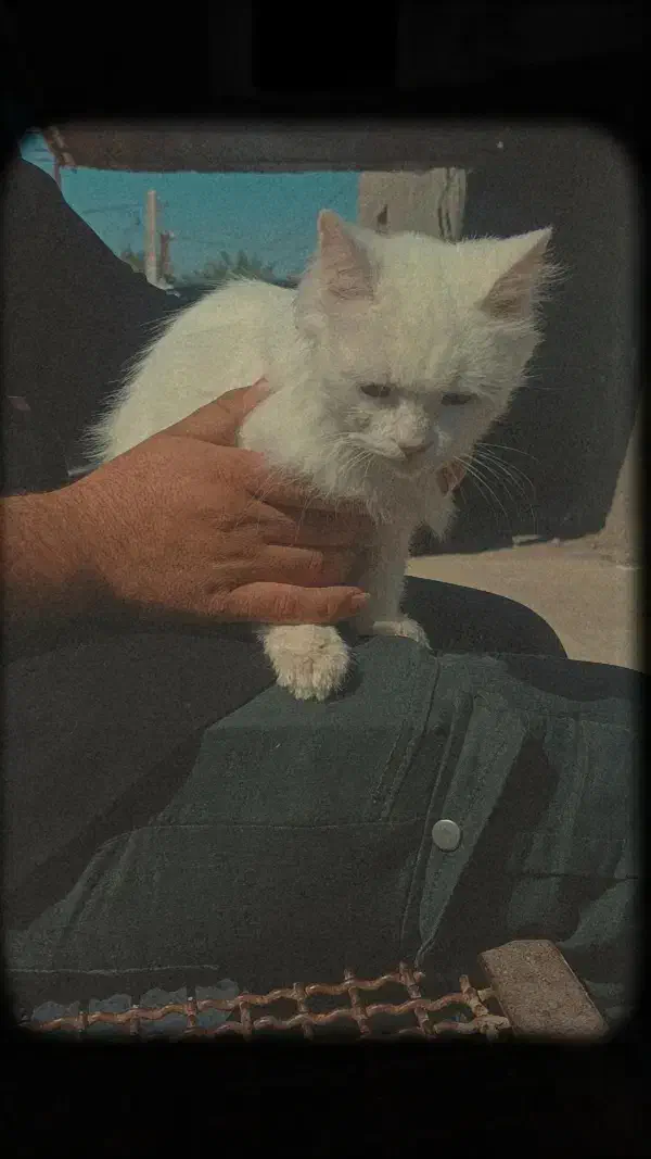 گربه پرشین معاوضه هم دارم|گربه|بم, |دیوار