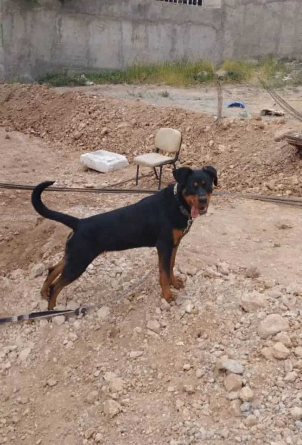 سگ روتوایلر|سگ|پلنگ آباد, |دیوار