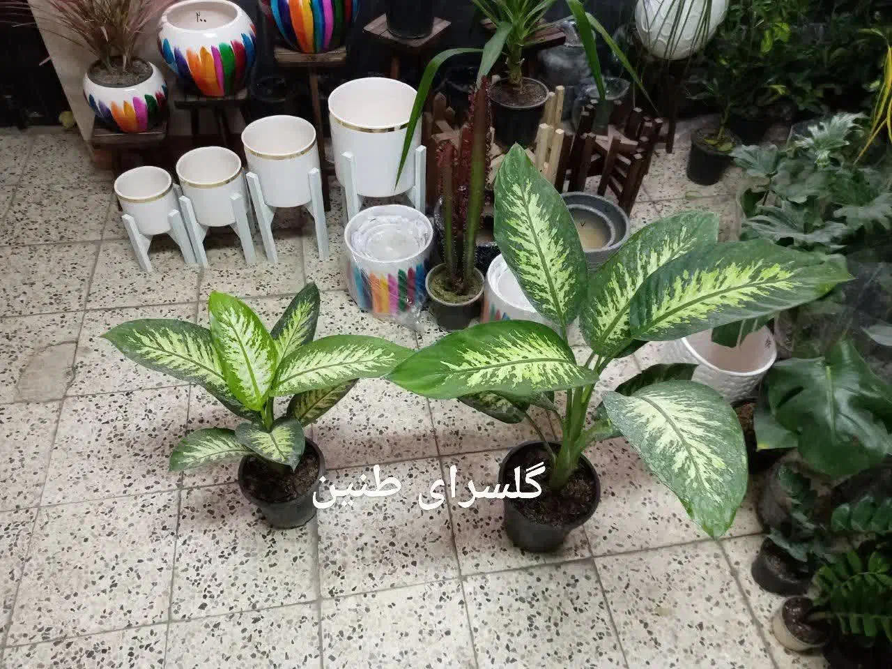 گل دیفن باخیا بهترین هدیه روز مادر|گل و گیاه طبیعی|مشهد, تلگرد|دیوار