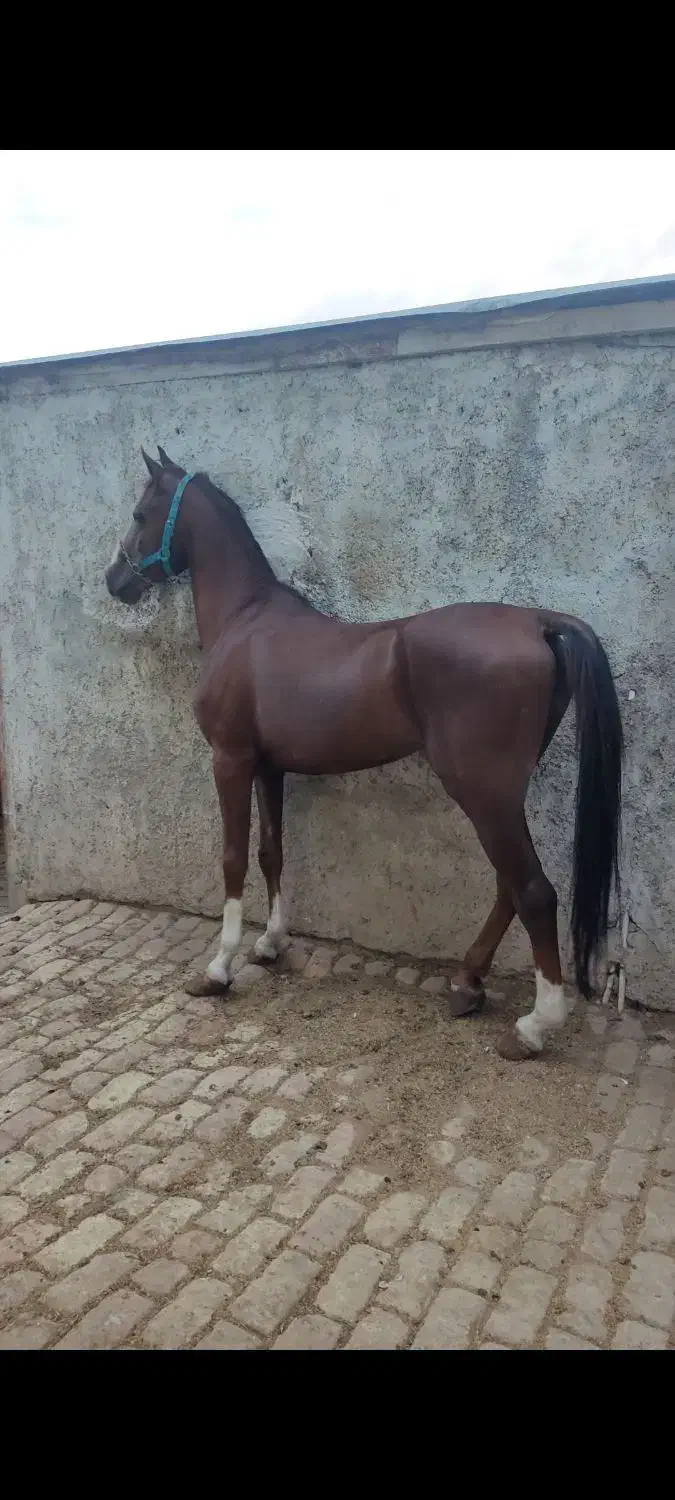 نریان بسیار نجیب و کلاسی|اسب و تجهیزات اسب‌سواری|چهاردانگه (تهران), |دیوار