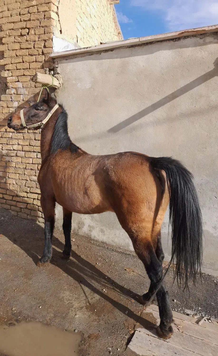 فروش مادیون درجه یک|اسب و تجهیزات اسبسواری|خوانسار, |دیوار