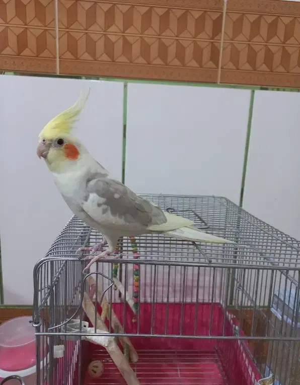 عروس هلندی ابلغ دستی ، سخنگو با قفس و لوازم کامل|پرنده|فولادشهر, سایت صنعتی کاوه|دیوار