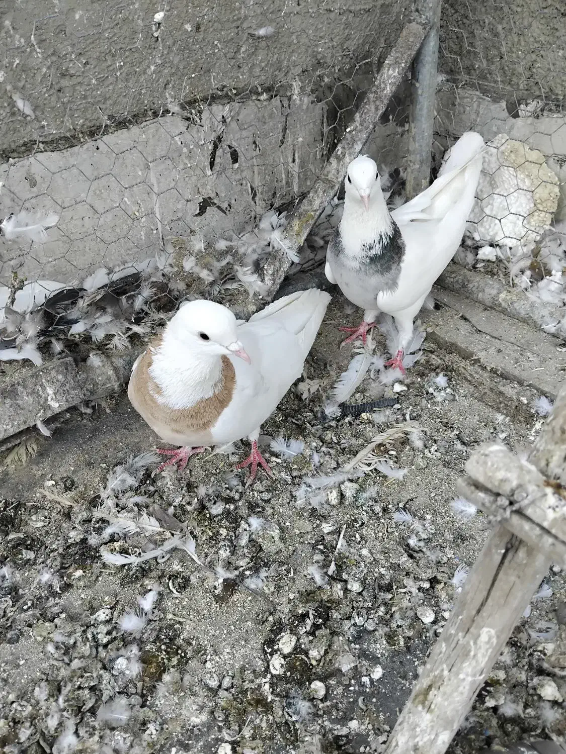 فروشی|پرنده|همدان, |دیوار