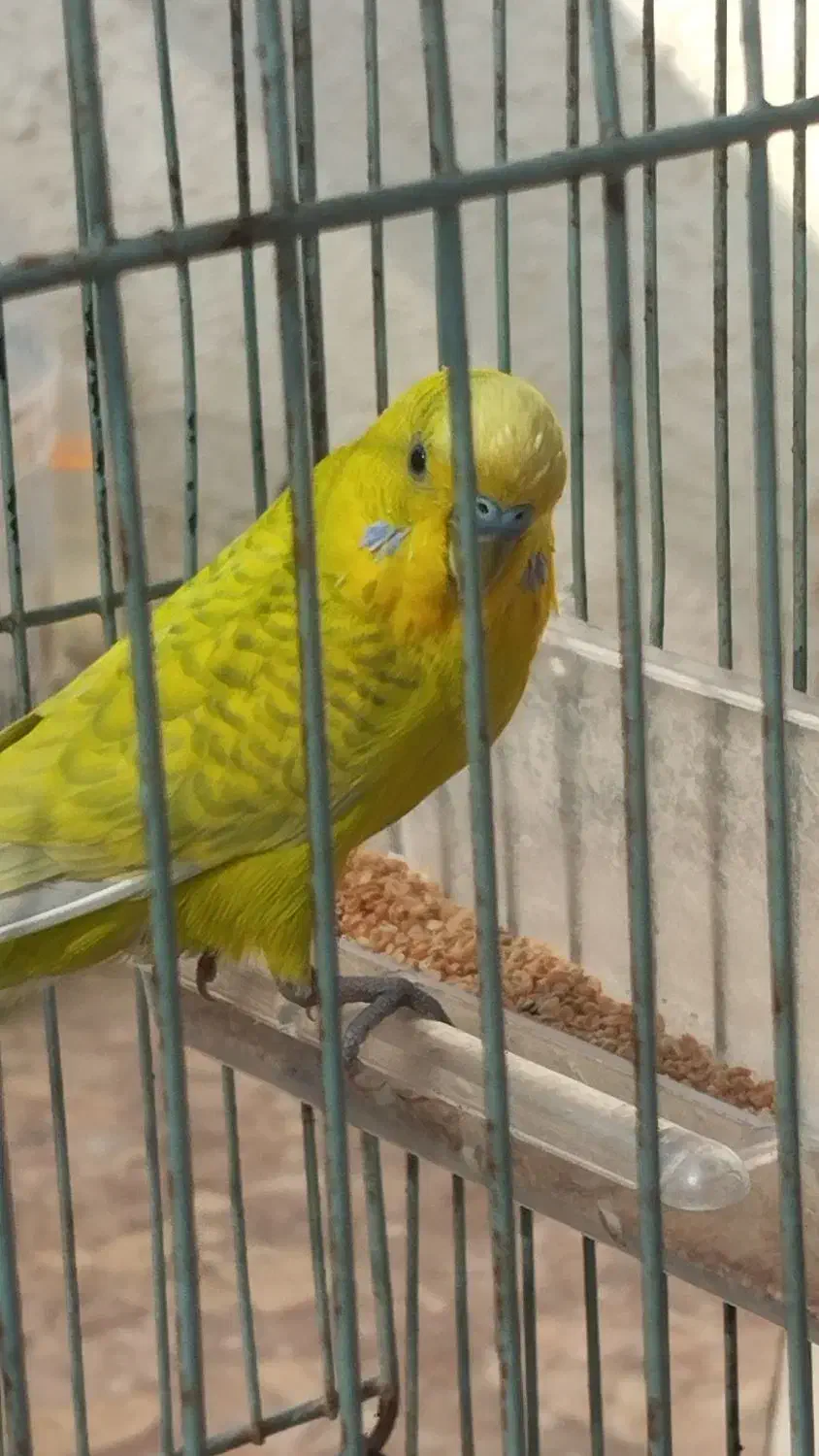 مرغ عشق نر|پرنده|آبادان, |دیوار