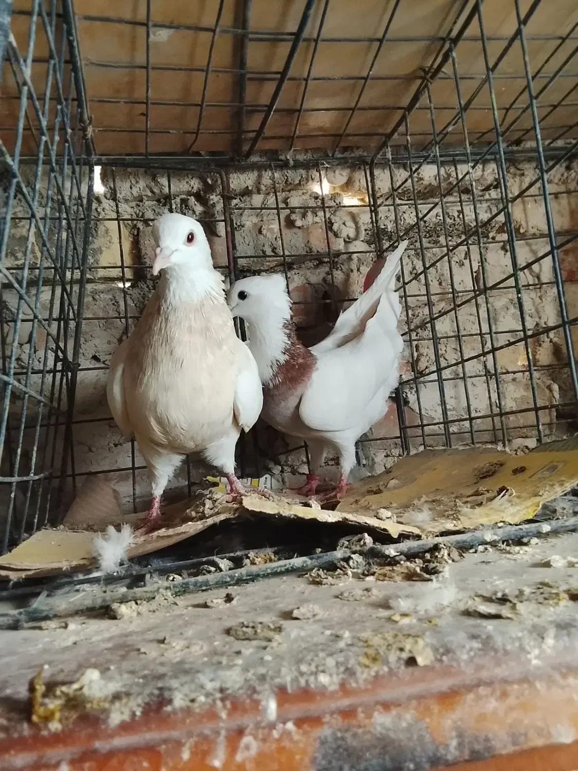 کفتر طوقی و پلاکی وشهرستانی|پرنده|شهریار, شهرک بهاران (ویره)|دیوار