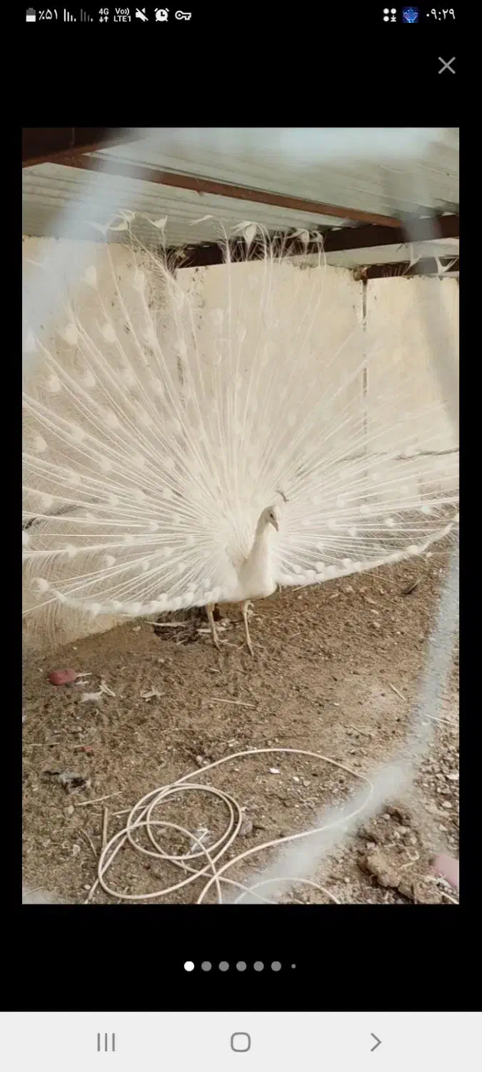 ماست بز|حراج|تربت جام, جامرود|دیوار