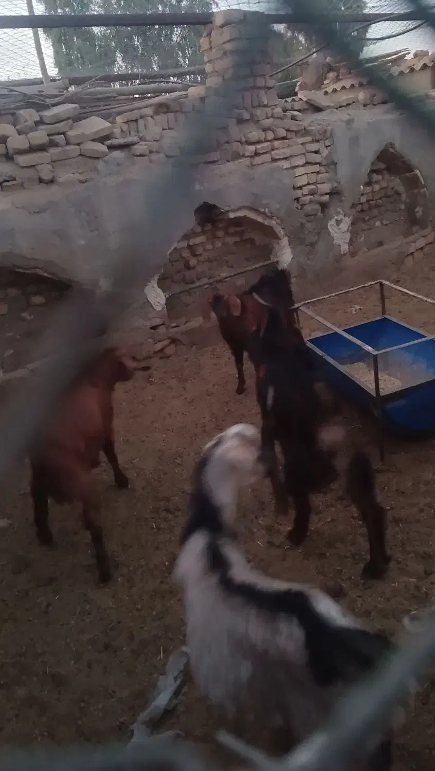 بزغاله نر فروشی|حیوانات مزرعه|آران و بیدگل, |دیوار