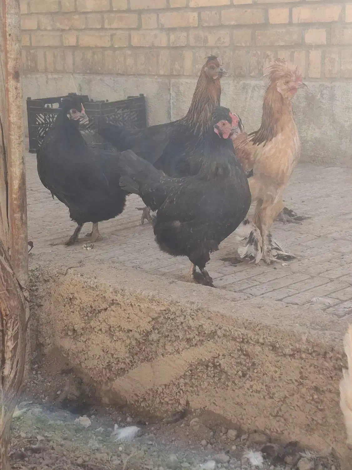 مرغ سیاه بومی وسفید بومی اصل تخمگذار|حیوانات مزرعه|خمینی‌شهر, |دیوار