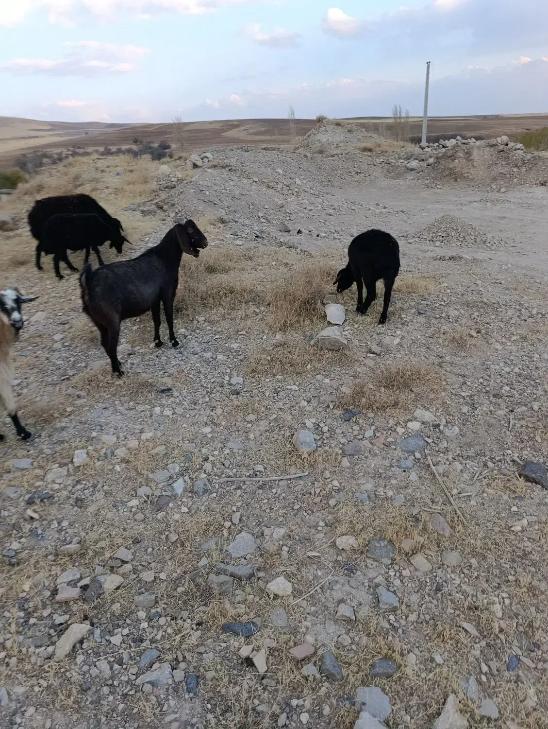 بزخیلی جوان دو رگه گوش دراز|حیوانات مزرعه|ایجرود, |دیوار