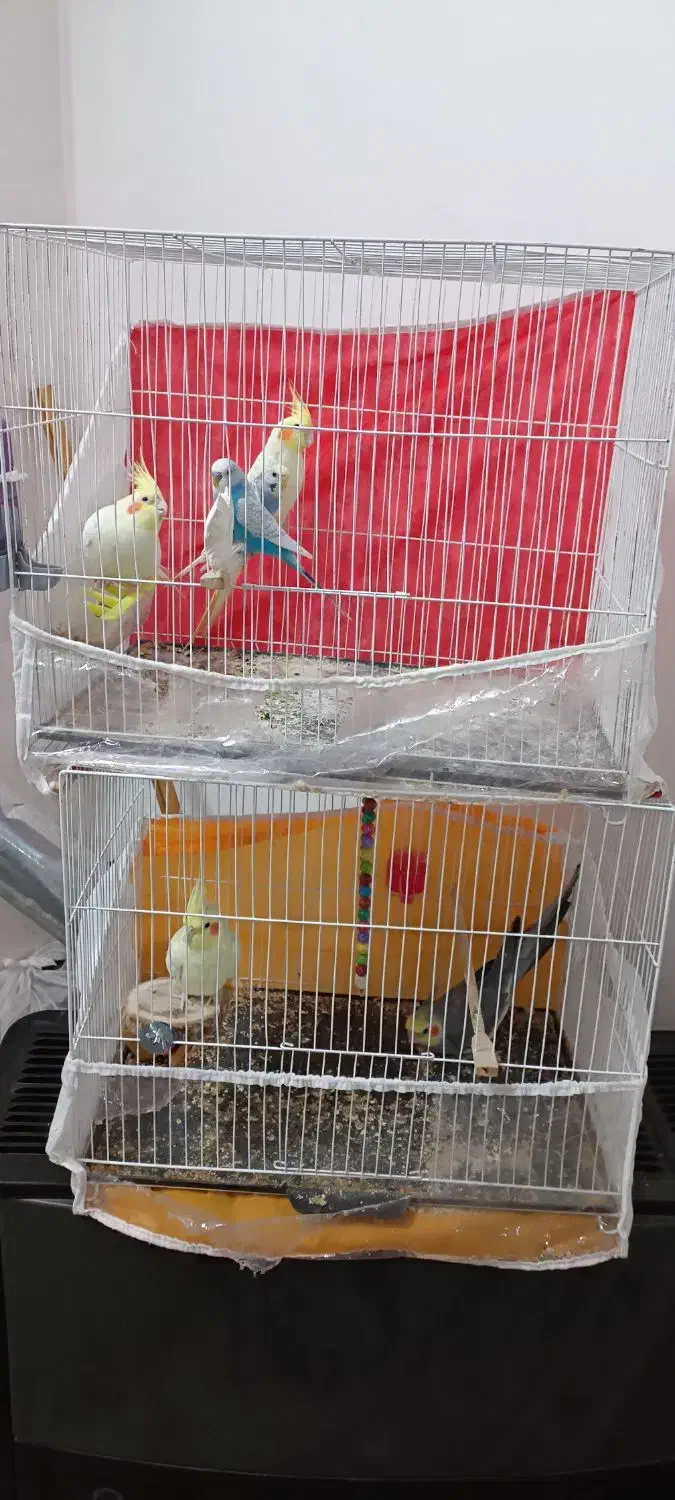 عروس هلندی و مرغ عشق پیدا شده|حیوانات|تربت جام, میان جام|دیوار