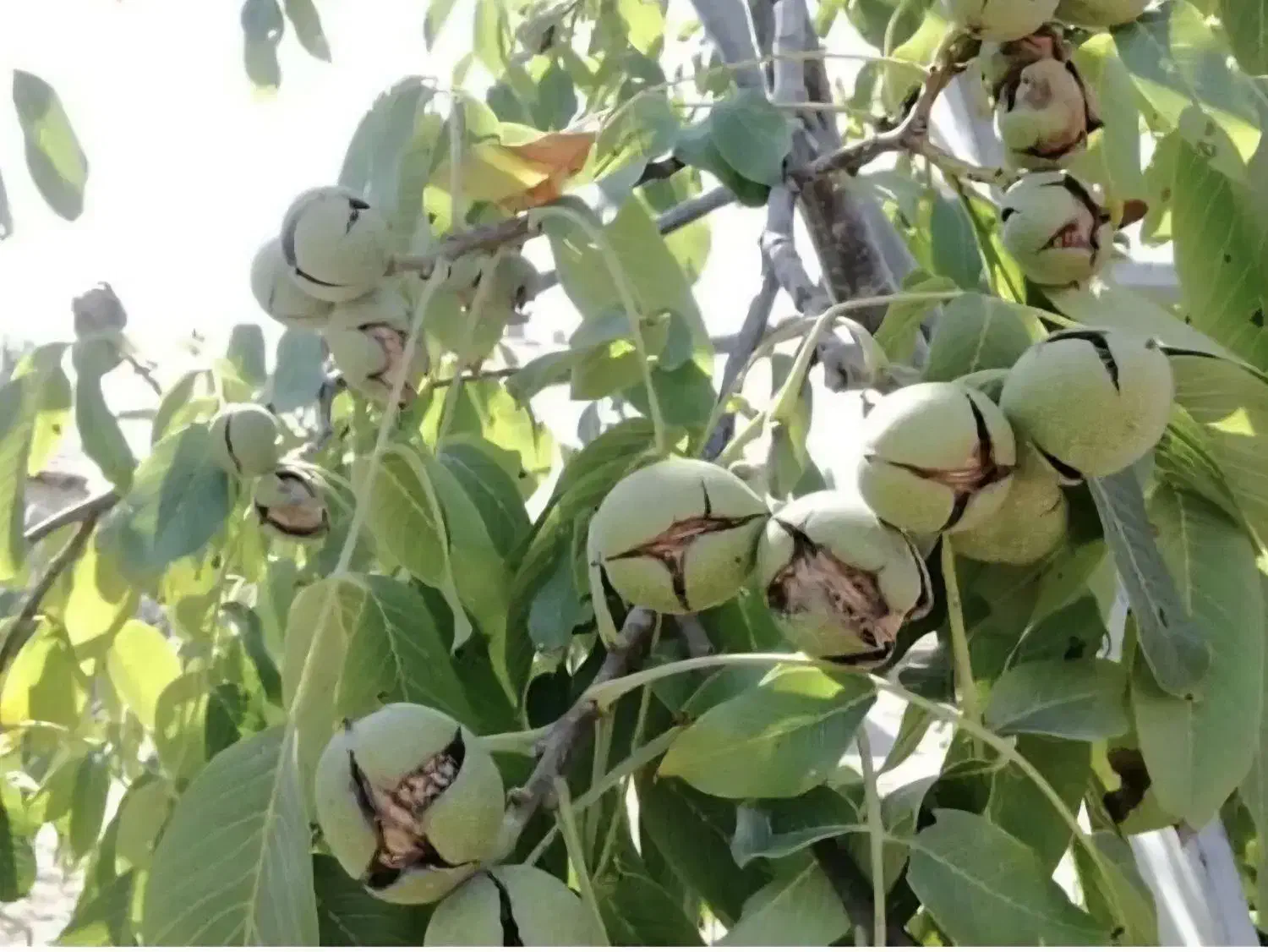 فروش و عرضه مستقیم گردوی اعلا|خوردنی و آشامیدنی|تهران, پرستار|دیوار