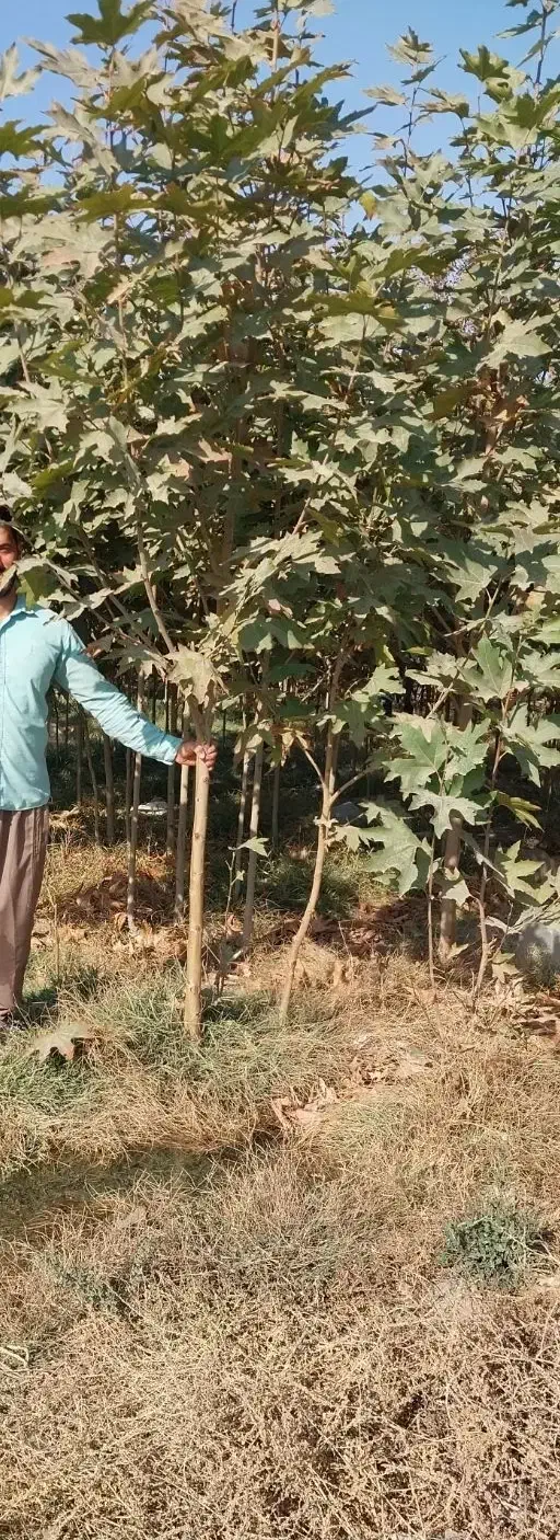 نهال چنار مشهد (.مقاوم ترین چنار .)|خدمات باغبانی و درختکاری|مشهد, نوید|دیوار