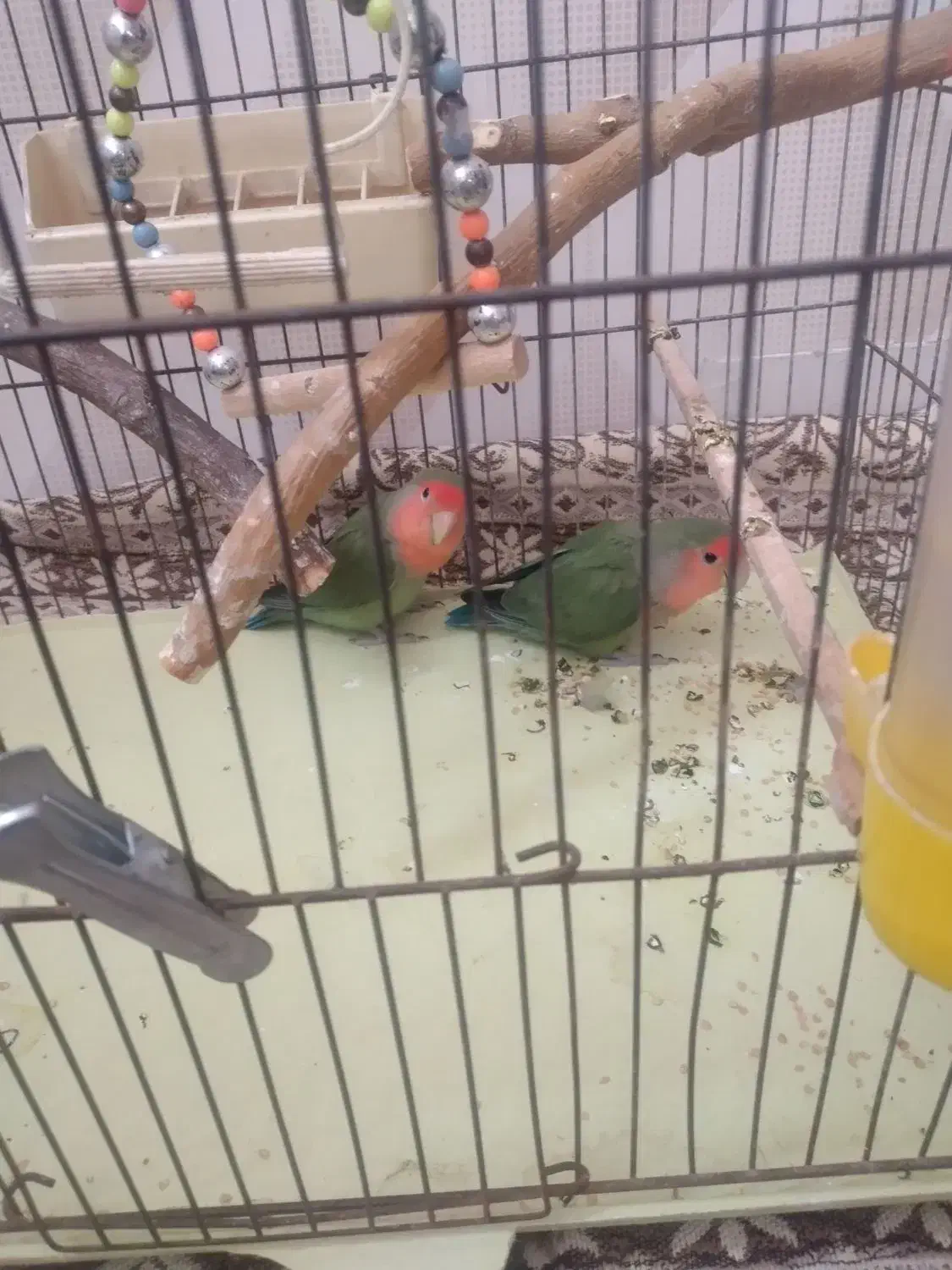 طوطی برزیلی|پرنده|اسلام‌شهر, شهرک مصطفی خمینی|دیوار