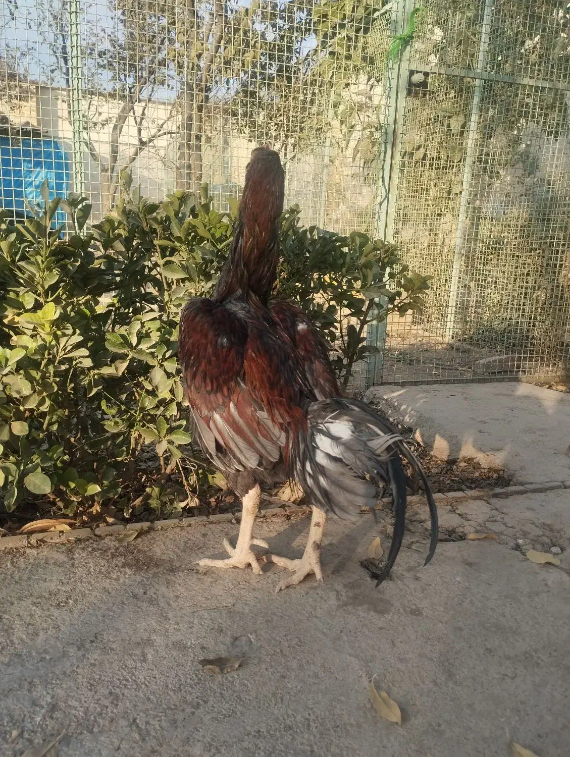 سلام خروس لاری|حیوانات مزرعه|هشتگرد, تهران دشت|دیوار