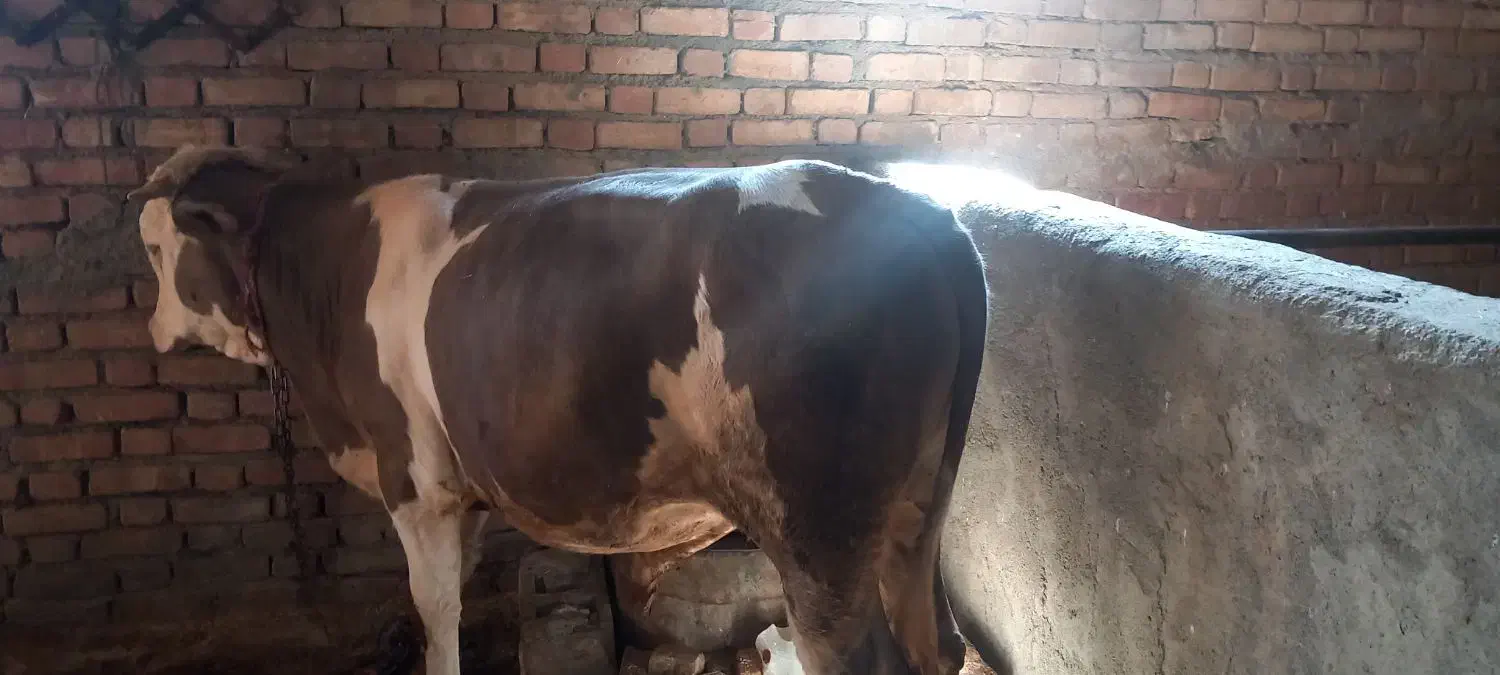 گوساله سیمنتال|حیوانات مزرعه|دهگلان, |دیوار