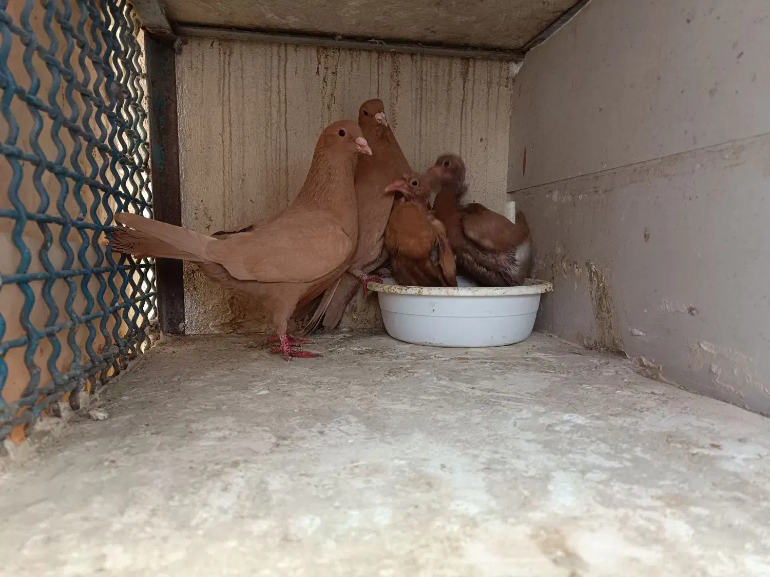 کرمانی|پرنده|مشهد, مصلی (کارمندان اول)|دیوار