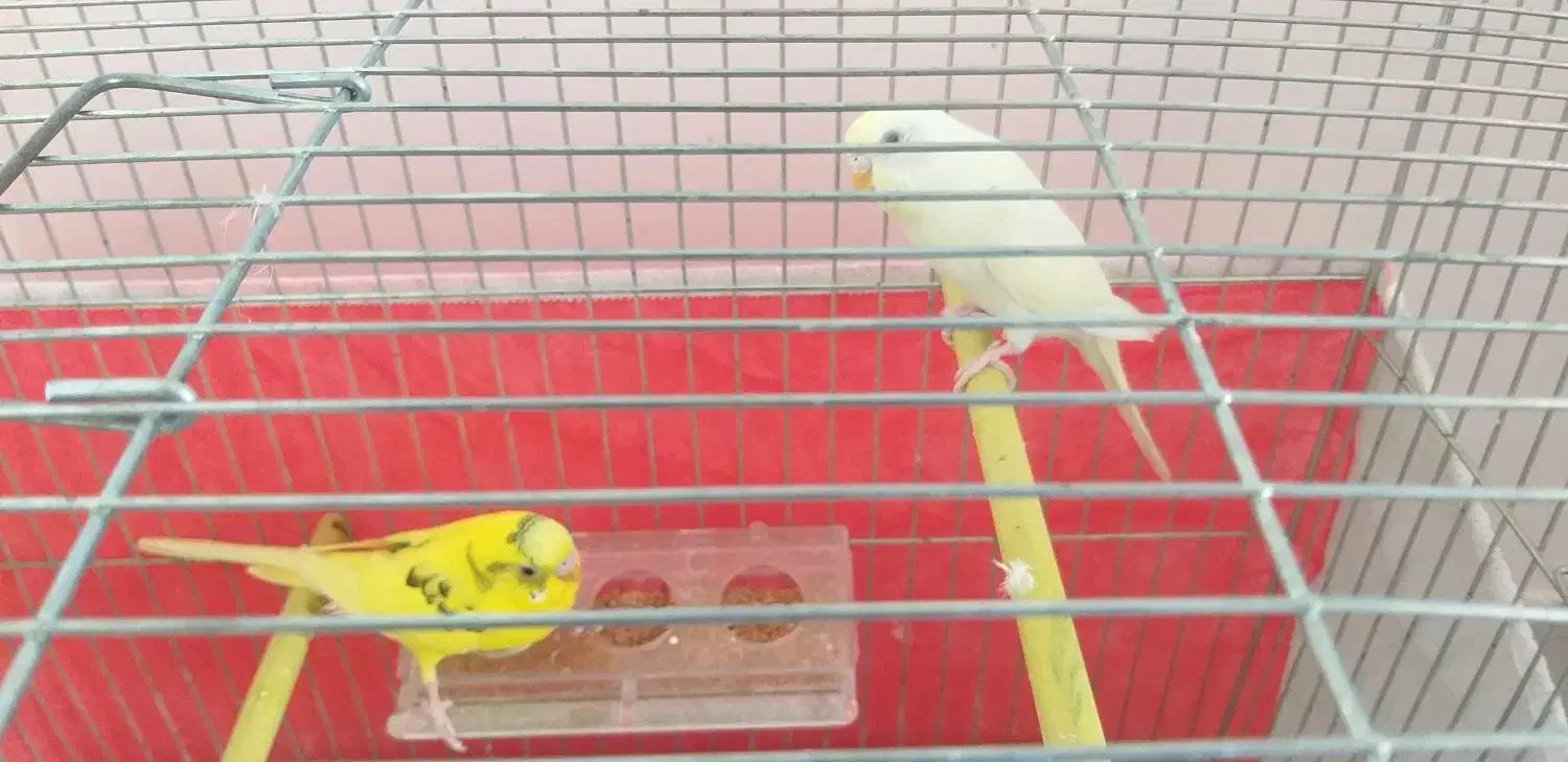 مرغ عشق مولد|پرنده|سراب, |دیوار