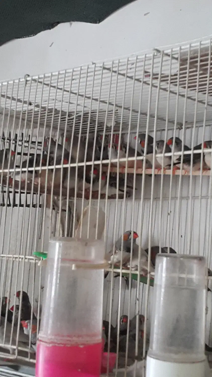 فروش زبرا.بنگالی.نرگسی.برزیلی.عروس هلندی|پرنده|بجنورد, |دیوار