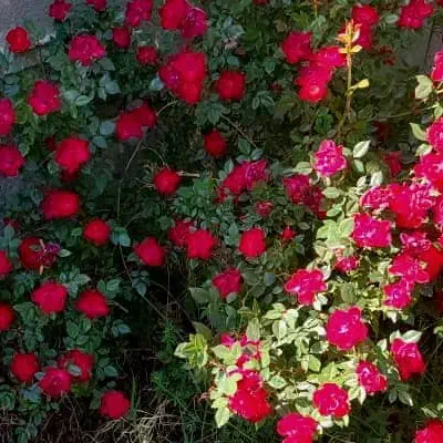 گردش یاسوج|تور و چارتر|شیراز, آزادگان|دیوار
