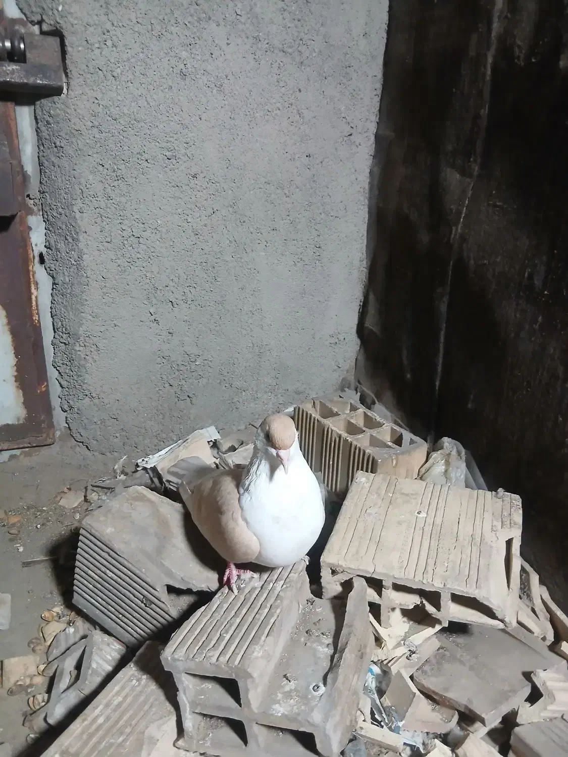 یک ساده کلاغ دم زرد نره|پرنده|مشهد, قائم|دیوار