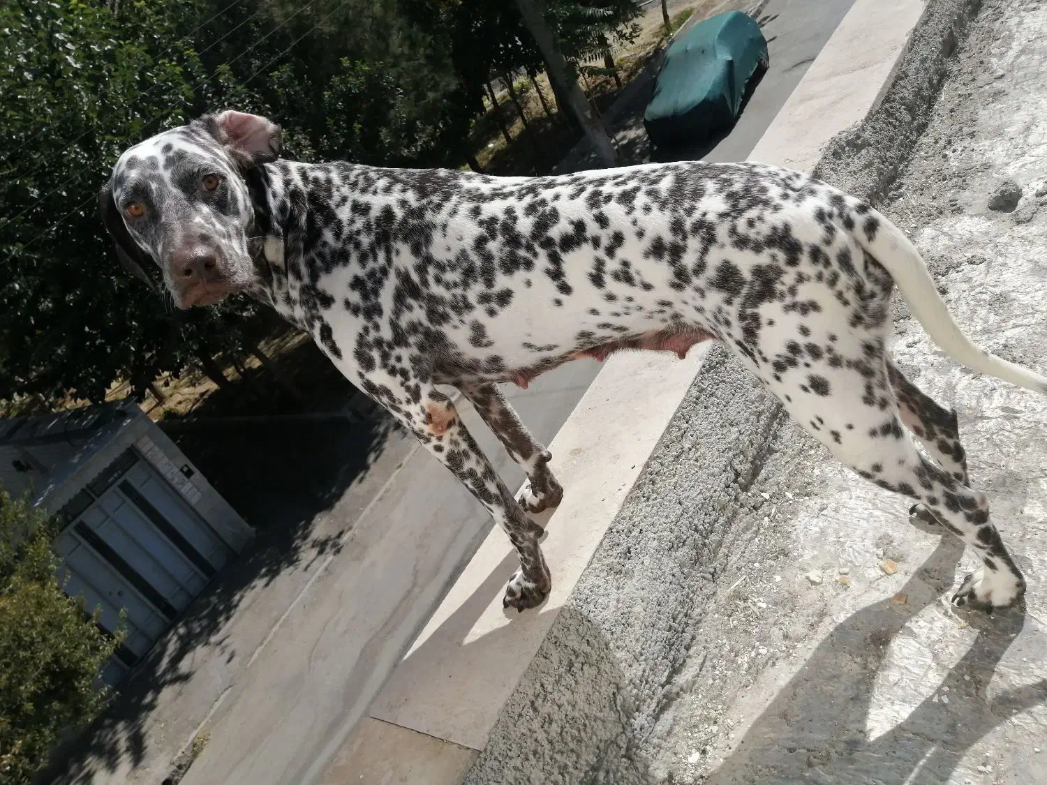 نژاد بزرگ آپارتمانی|سگ|تهران, قیطریه|دیوار