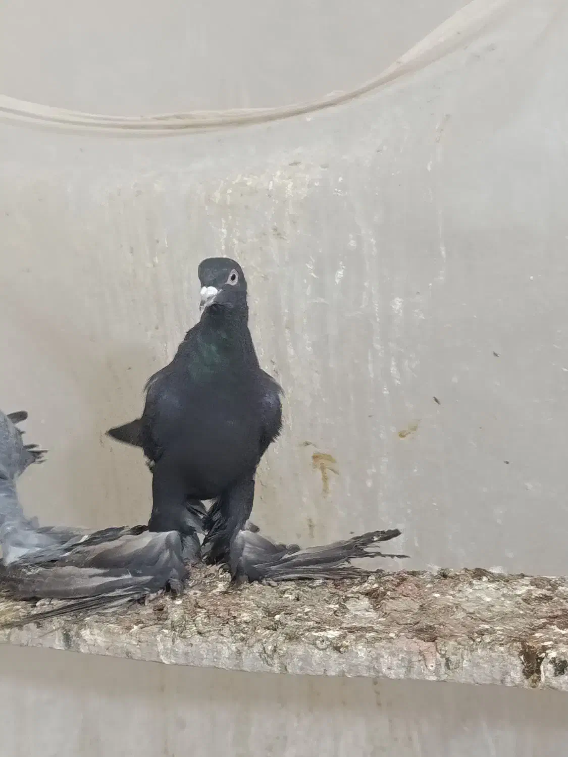 فی.لی ایاخ لی نر|پرنده|تبریز, |دیوار