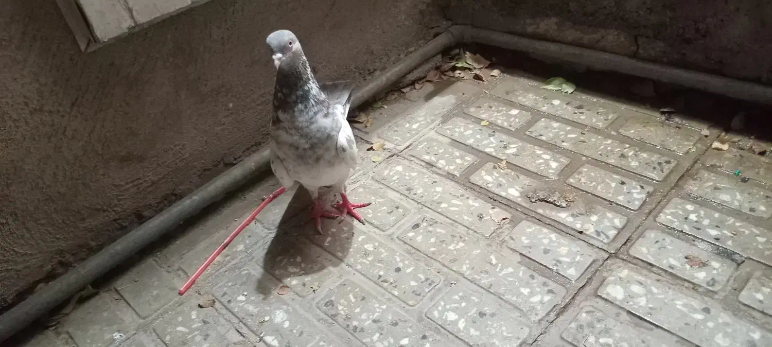 کبوتر تهرانی|پرنده|خرم‌آباد, |دیوار