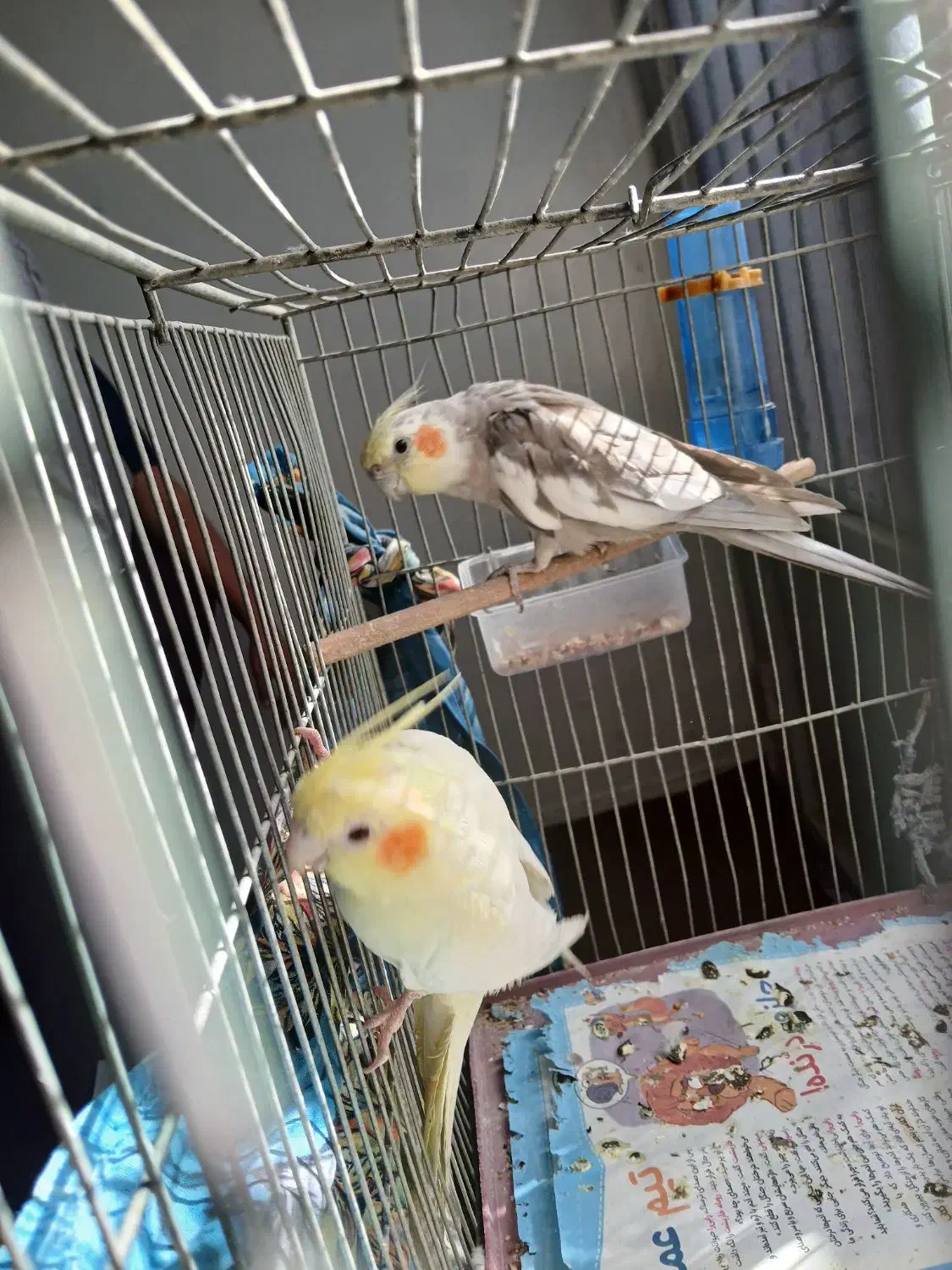 فروش عروس هلندی|پرنده|کاشان, طالقانی|دیوار