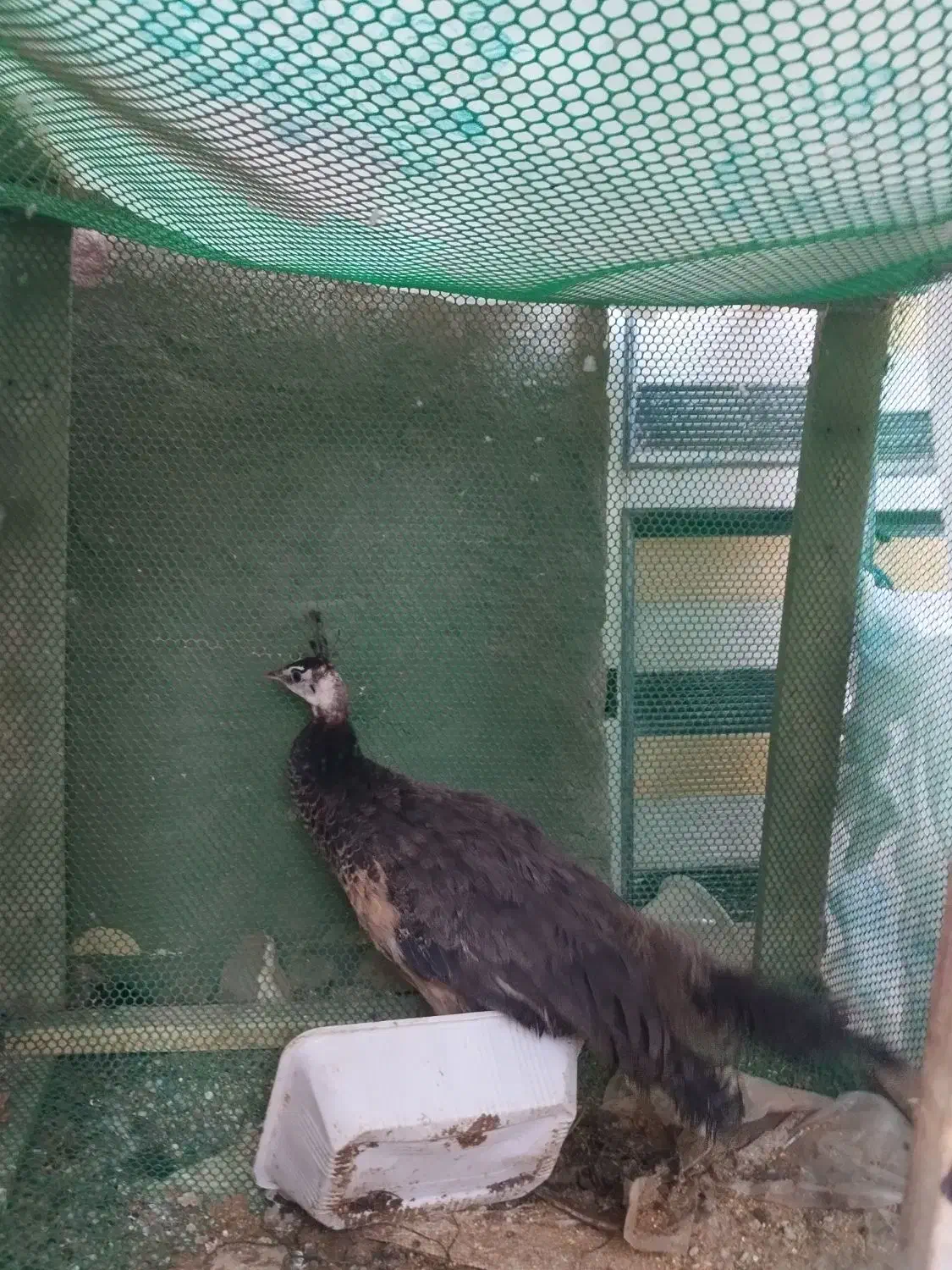 فروش پرنده زینتی طاووس|پرنده|کشکوئیه, |دیوار