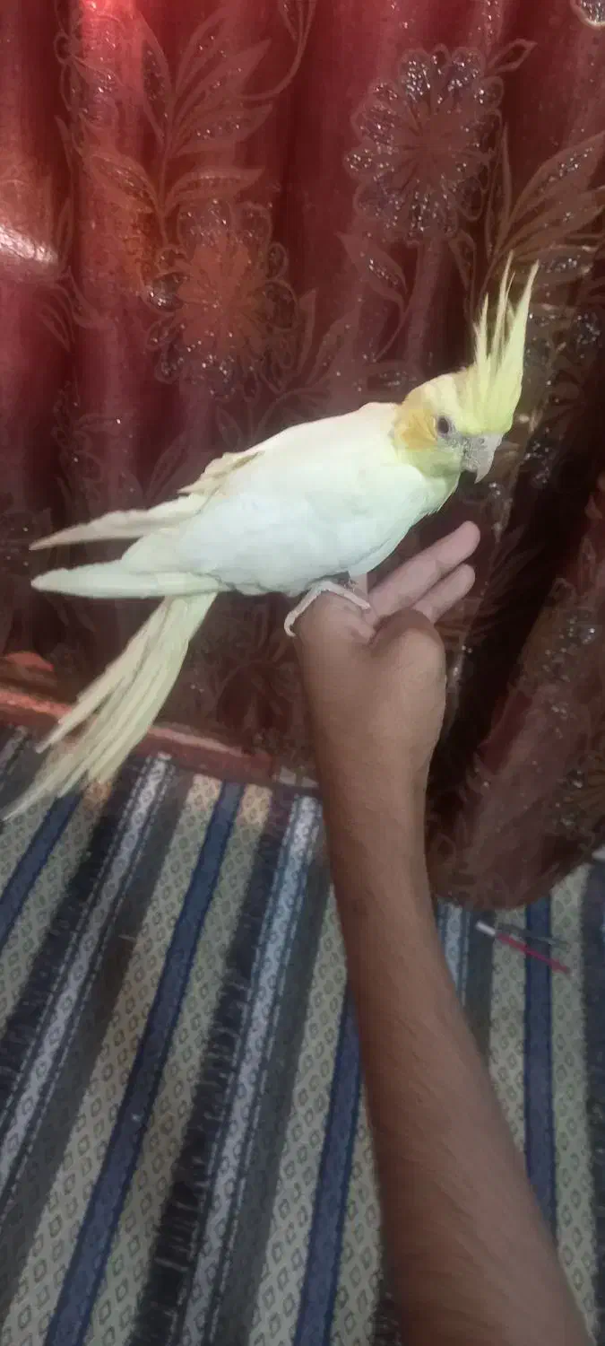 عروس هلندی چشم قرمز|پرنده|چابهار, |دیوار