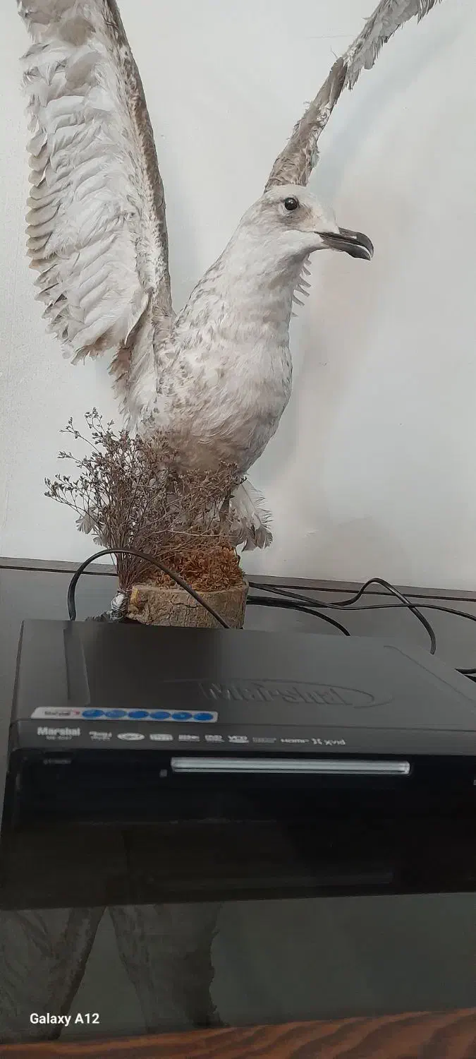 دستگاه دی وی دی|پخشکننده DVD و ویدیو|پاکدشت, پاکدشت (مامازند)|دیوار