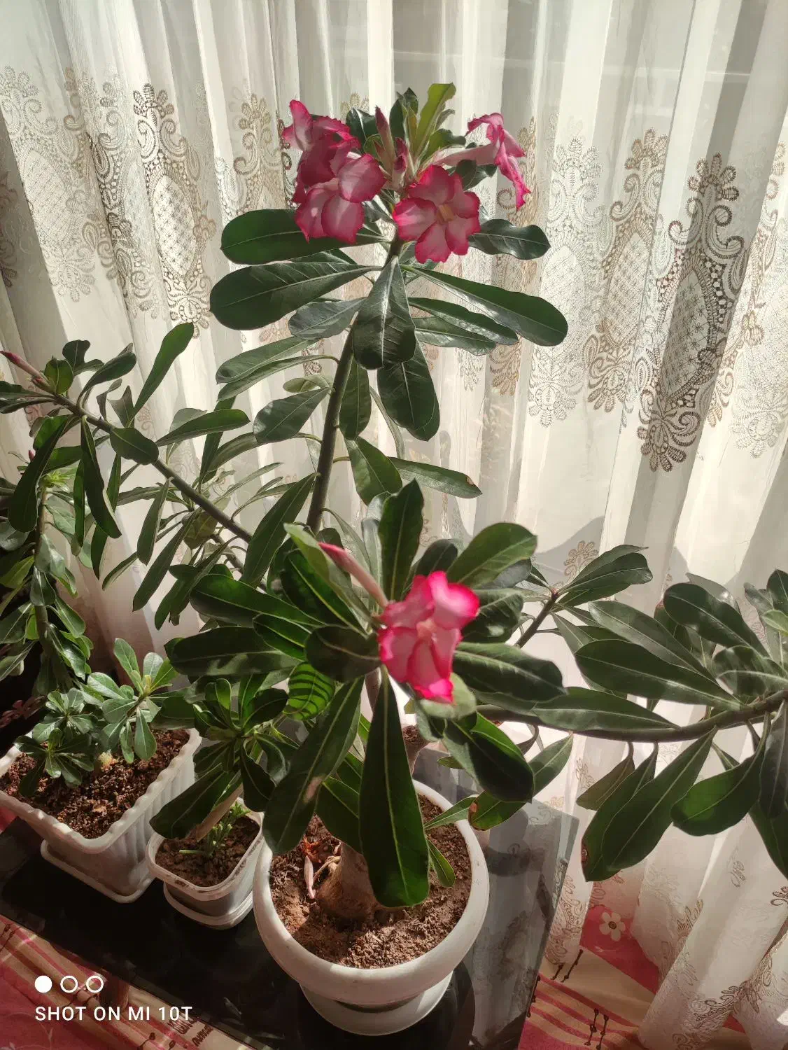 گل ادنیوم درحال گل دهی در تبریز تحویل داده میشه|گل و گیاه طبیعی|خسروشاه, |دیوار