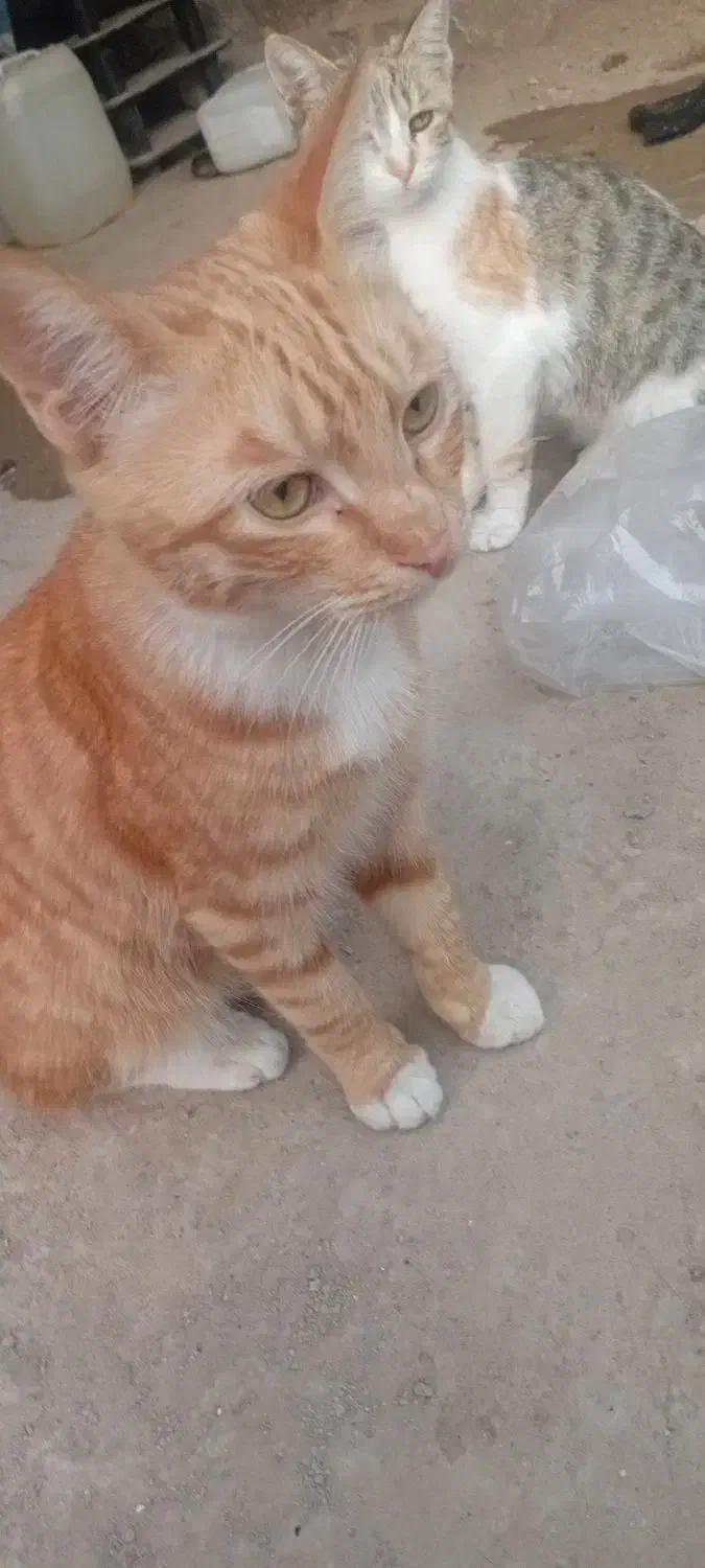 گربه اهلی خانگی|گربه|زاهدان, |دیوار