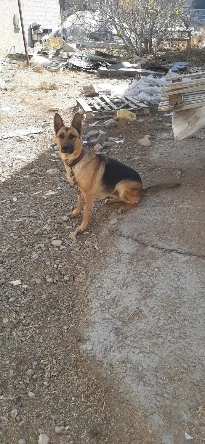 سگ ژرمن اصیل .ماده|سگ|کرمانشاه, |دیوار