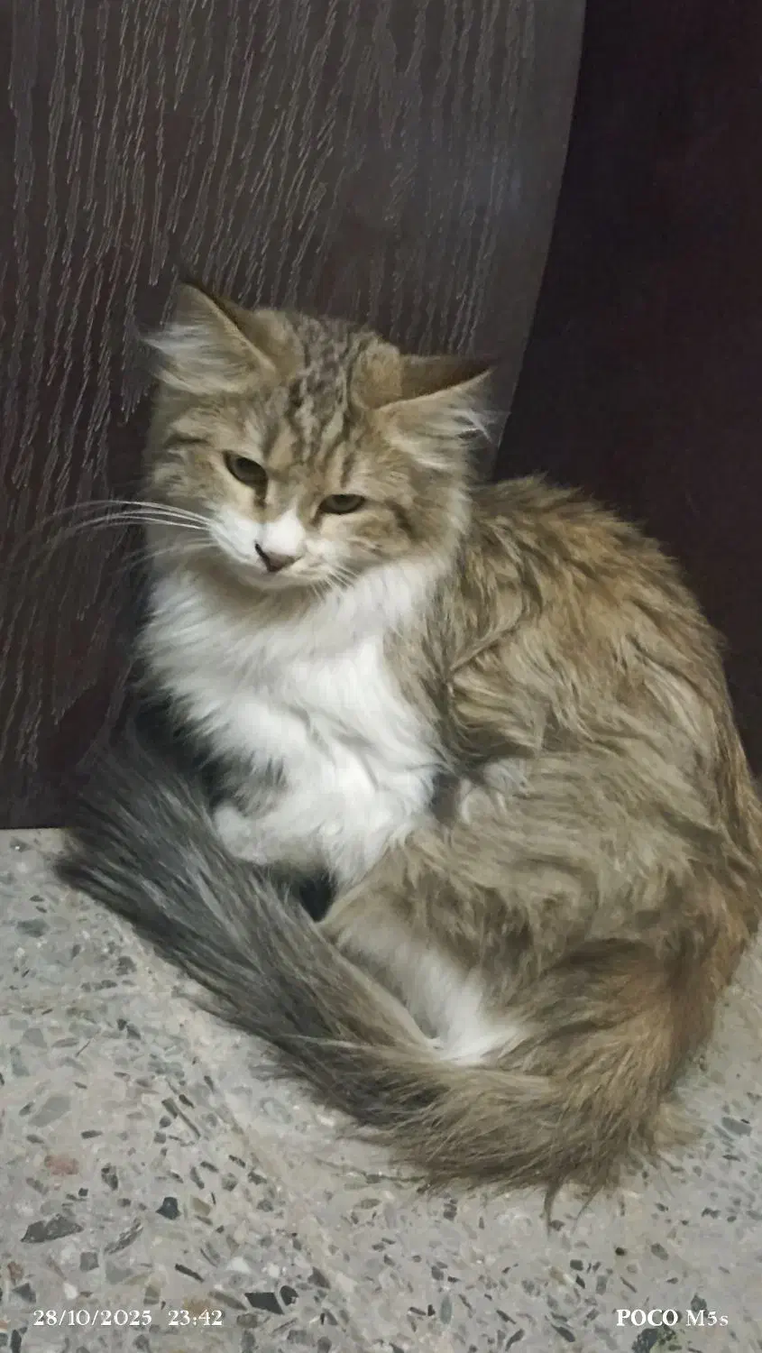 گربه پرشین سالم سلامت|گربه|زاهدان, |دیوار