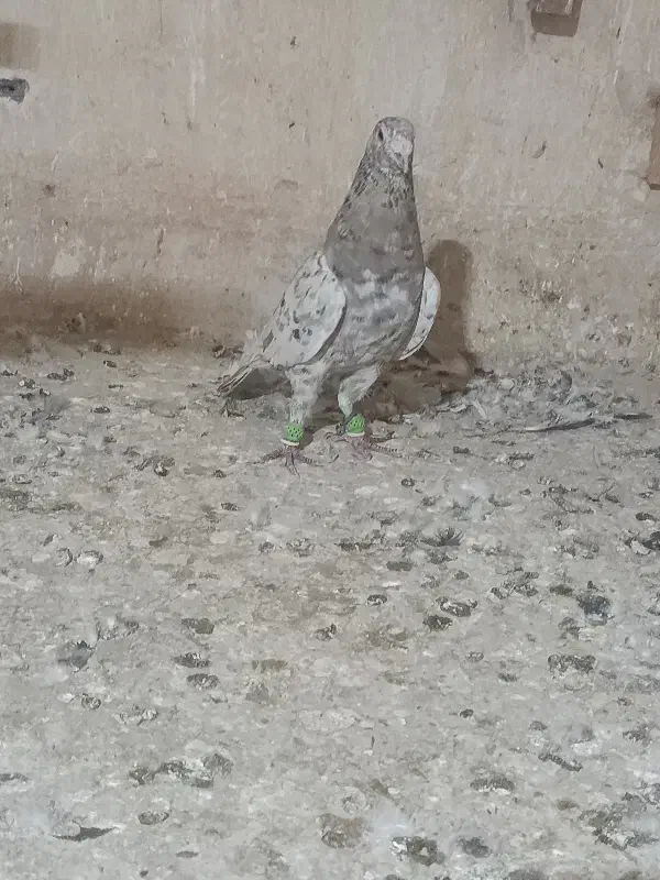 سار شکلاتی|پرنده|نیشابور, ده حلاج|دیوار