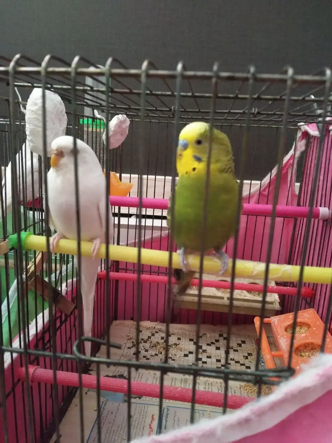 مرغ عشق|پرنده|قزوین, |دیوار