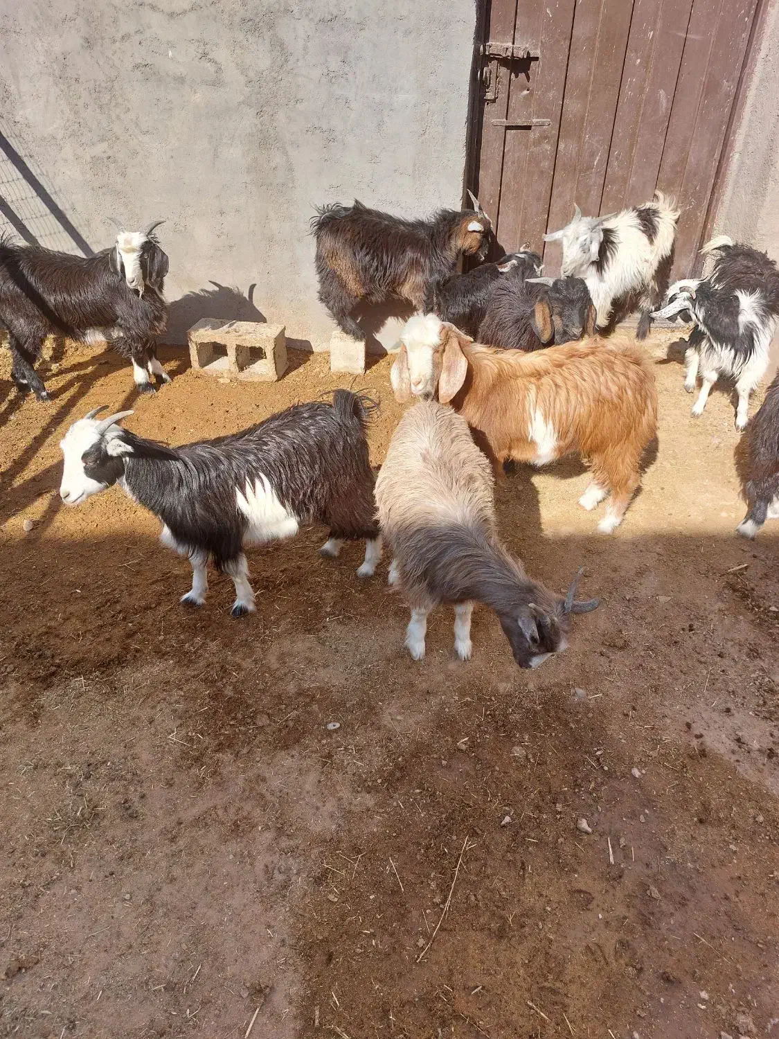 سلام‌۲۰راس‌بزغاله‌نرماده‌چاق‌‌دونه‌ی‌۵میلیون|حیوانات مزرعه|میمه, |دیوار