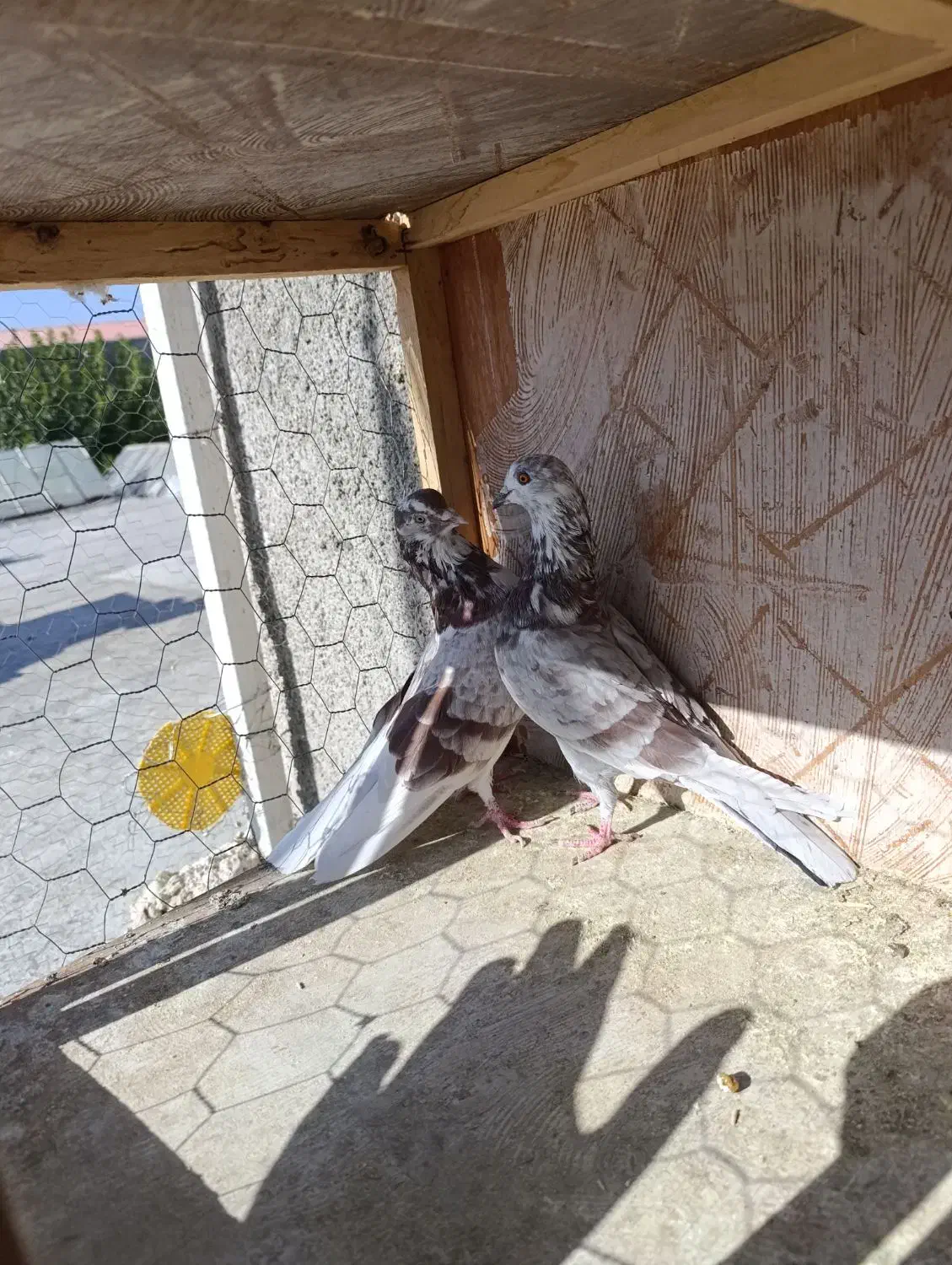 کفتر پرشی|پرنده|ازنا, |دیوار