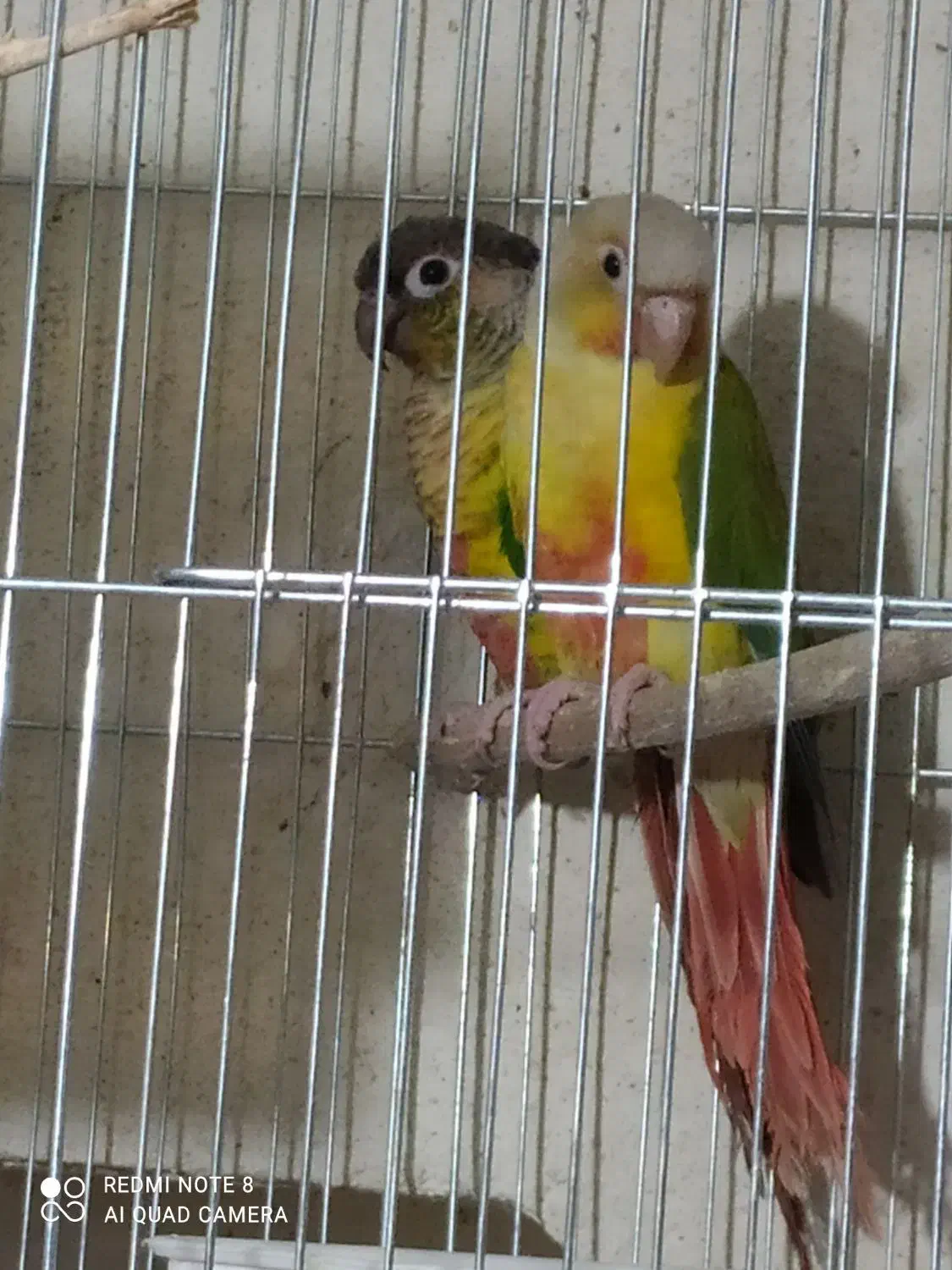 گرینچیک نر معاوضه با گرینچیک ماده|پرنده|تاکستان, |دیوار