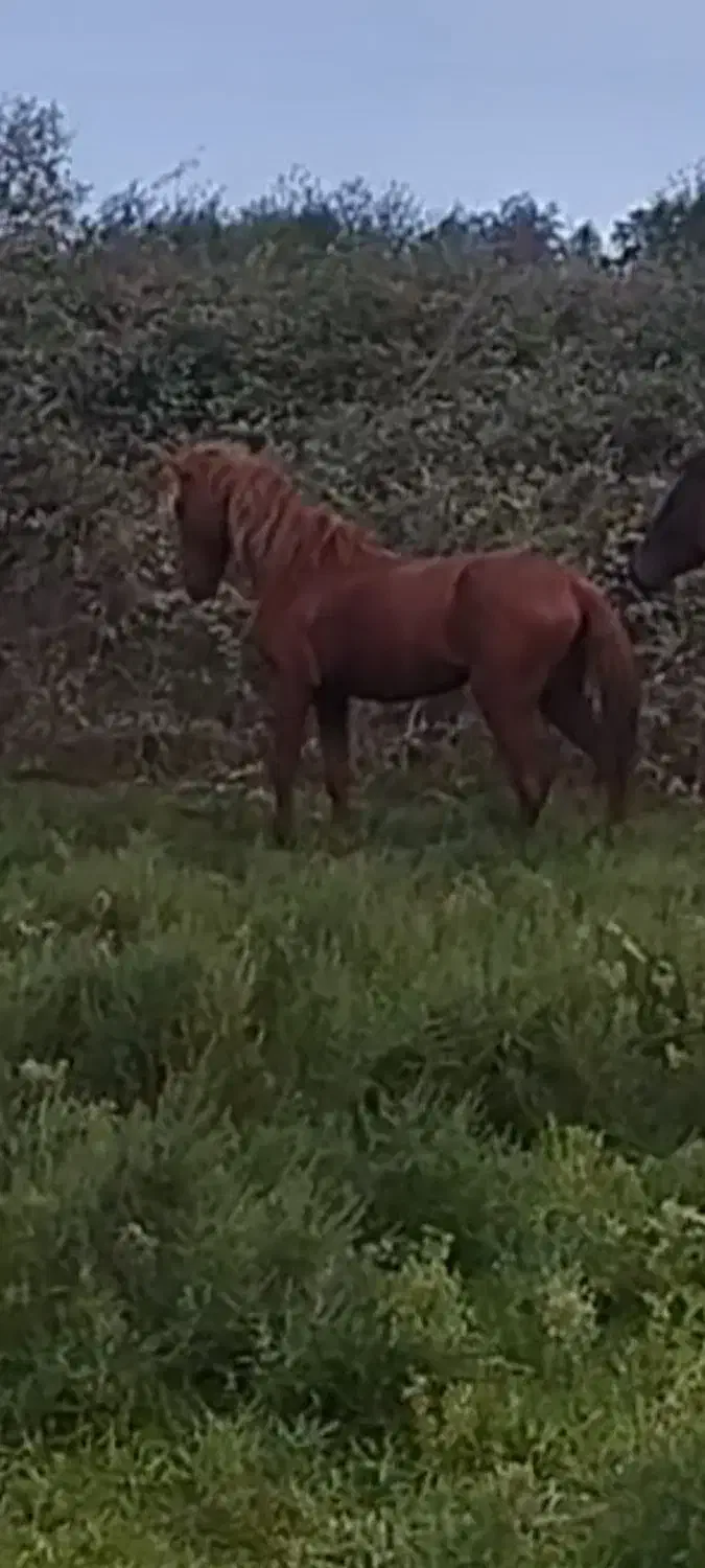 اسب گمشده به یابنده مژدگانی داده میشود|حیوانات|بندر انزلی, کلیور|دیوار