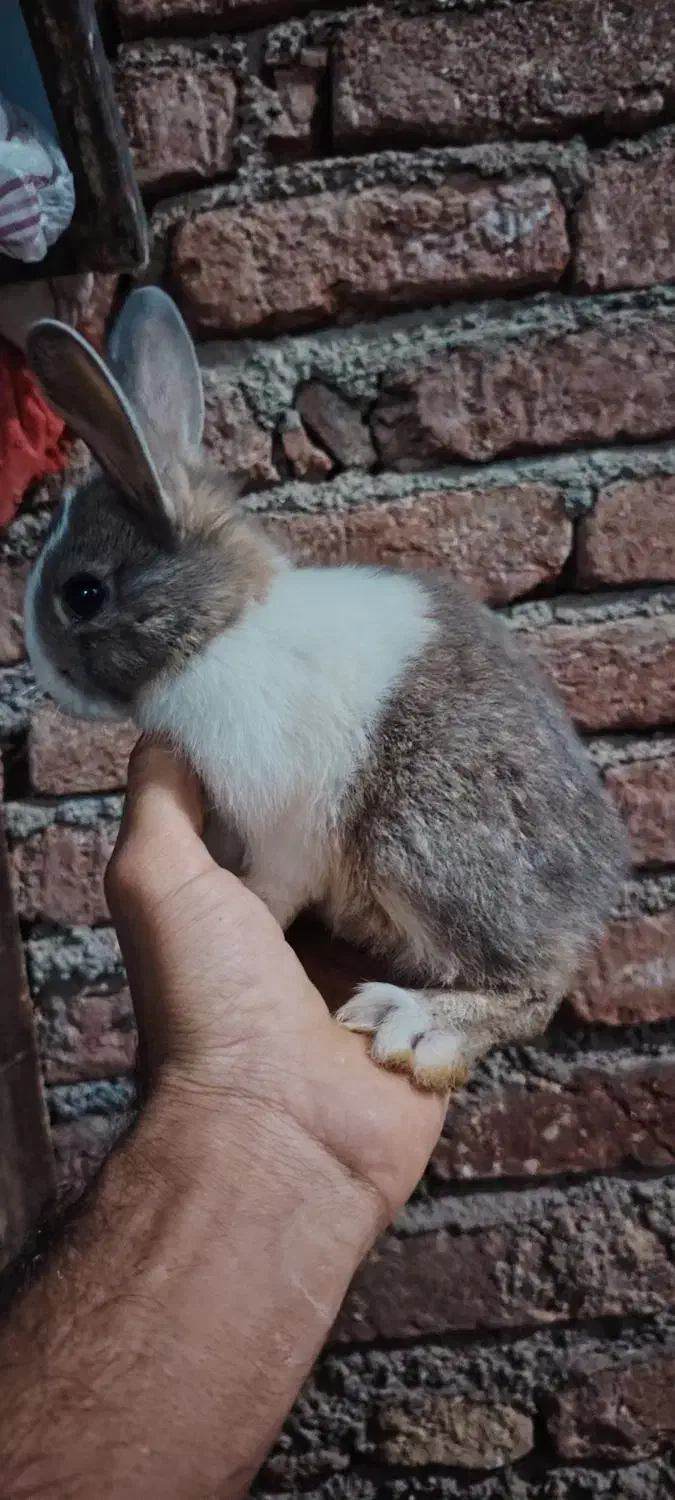 فروش خرگوش|موش و خرگوش|مریوان, |دیوار