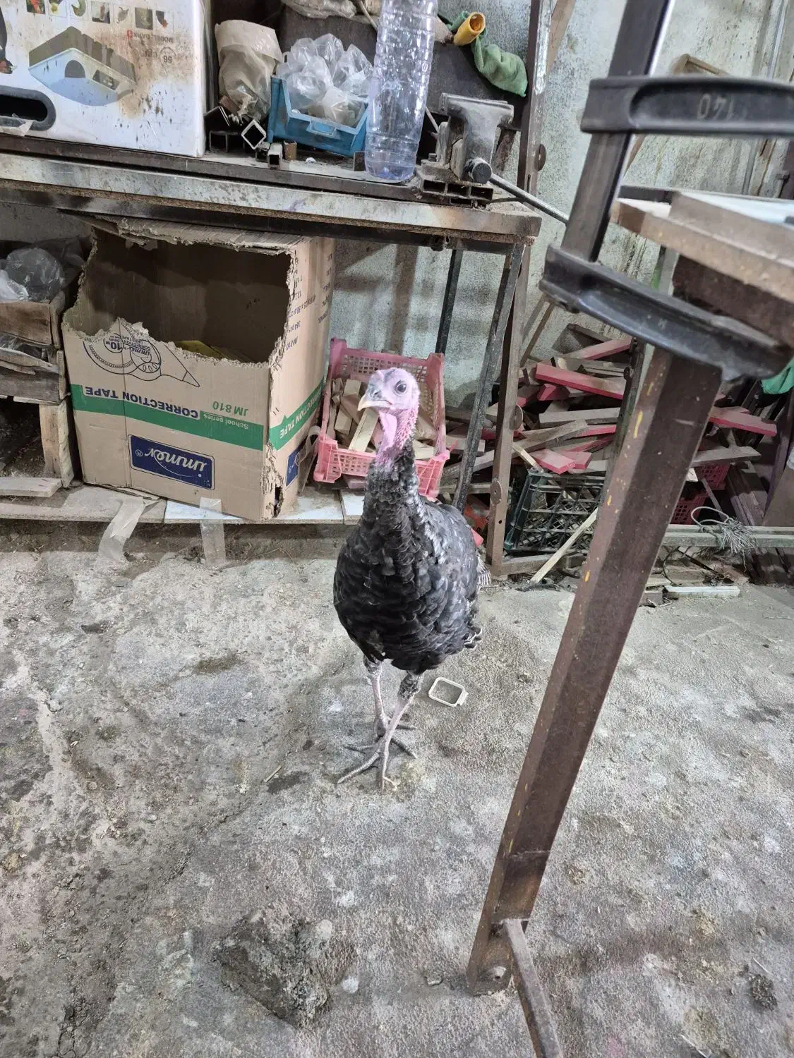 معاضه بوقلمون|حیوانات مزرعه|قائم‌شهر, |دیوار