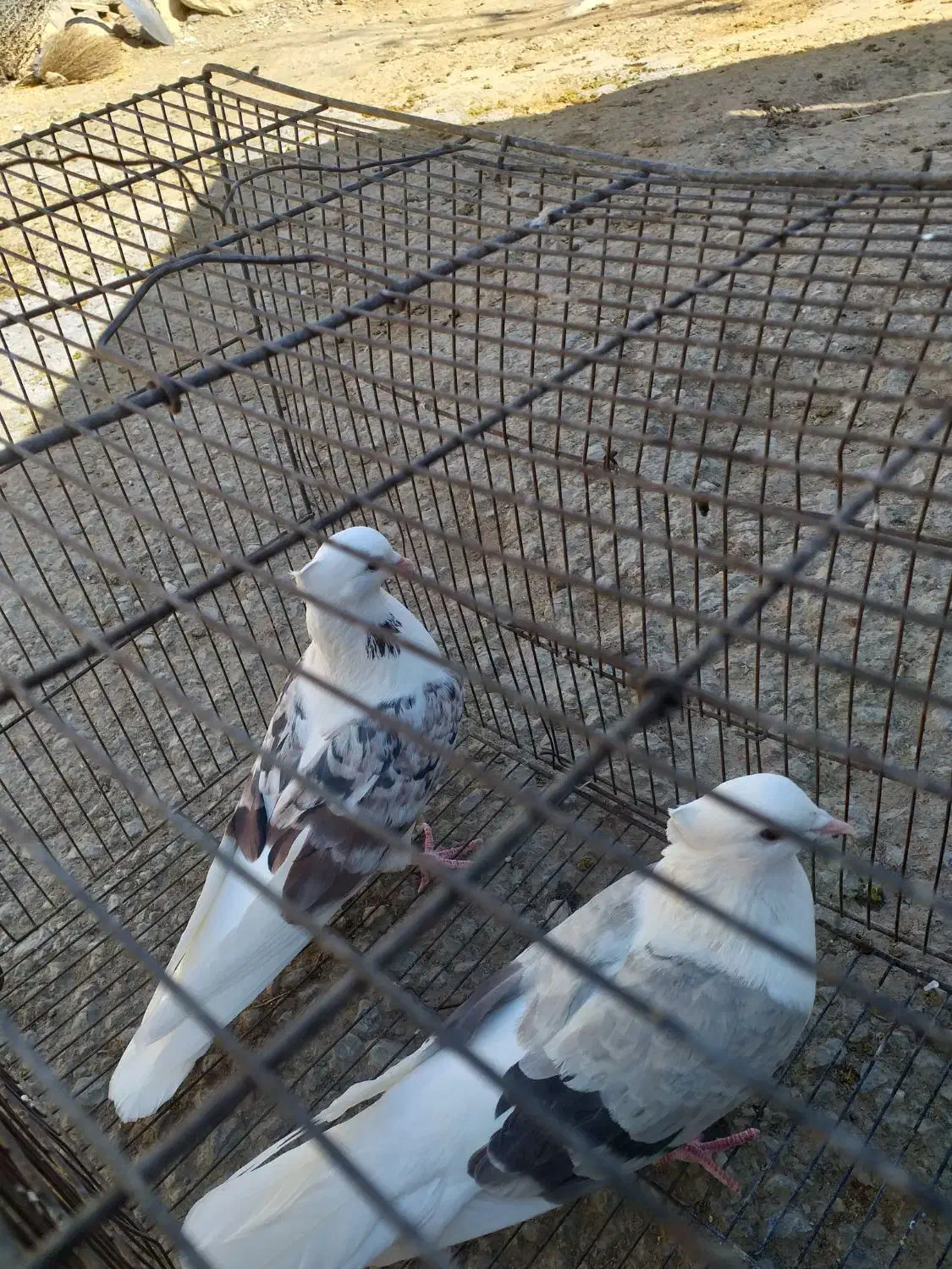 کفترنرسرخ پلنگ عروسک ماده کاغذی|پرنده|زاغه, |دیوار