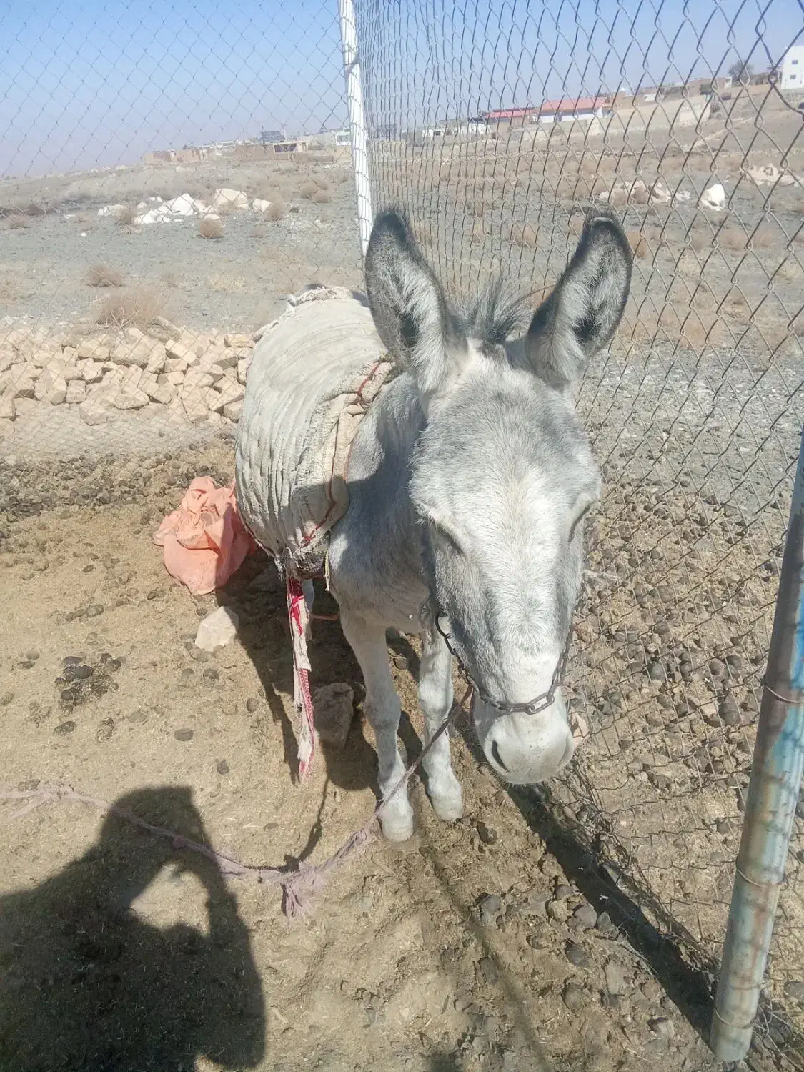 خر ماده آبستن خر گله|حیوانات مزرعه|میمه, |دیوار